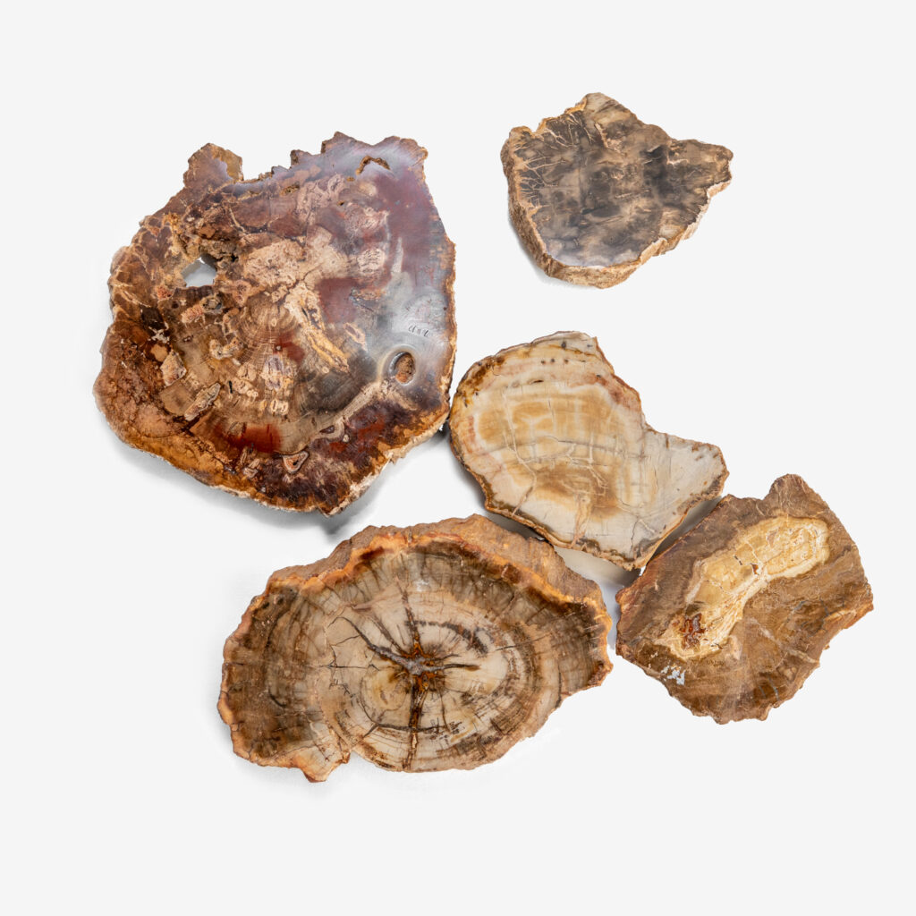 Xilopalo tronco madera fósil